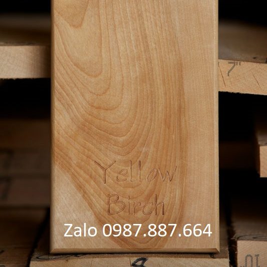 Birch yellow sample