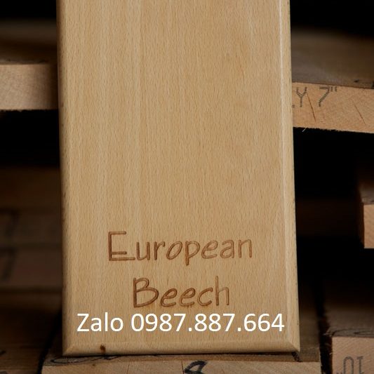 European beech sample