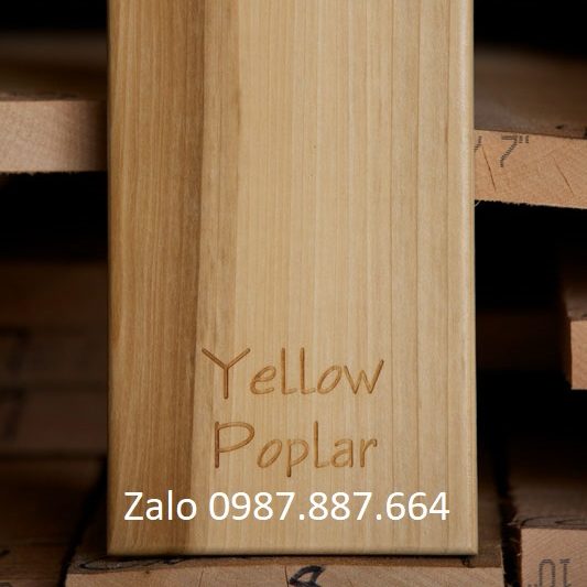 Yellow poplar sample